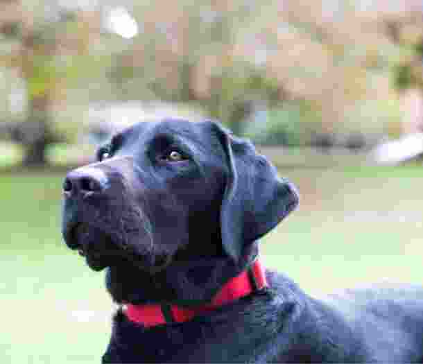 A close up image of a black labrador dogs face.