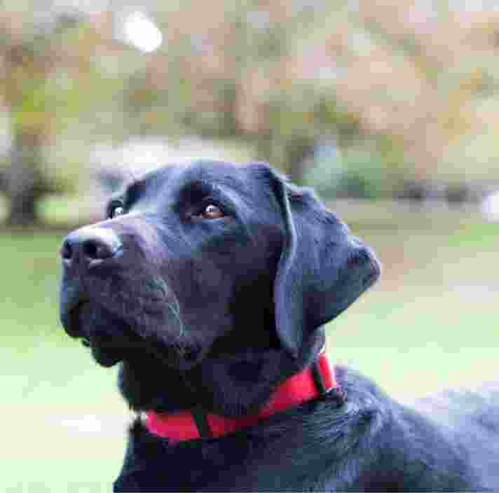 A close up image of a black labrador dogs face.