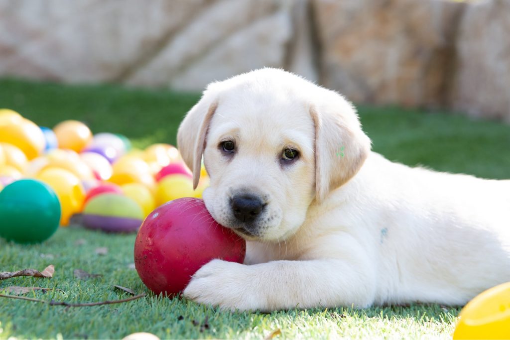 A yellow Labrador puppy lays on its tummy as it looks at the camera and holds a small red ball in its paws.