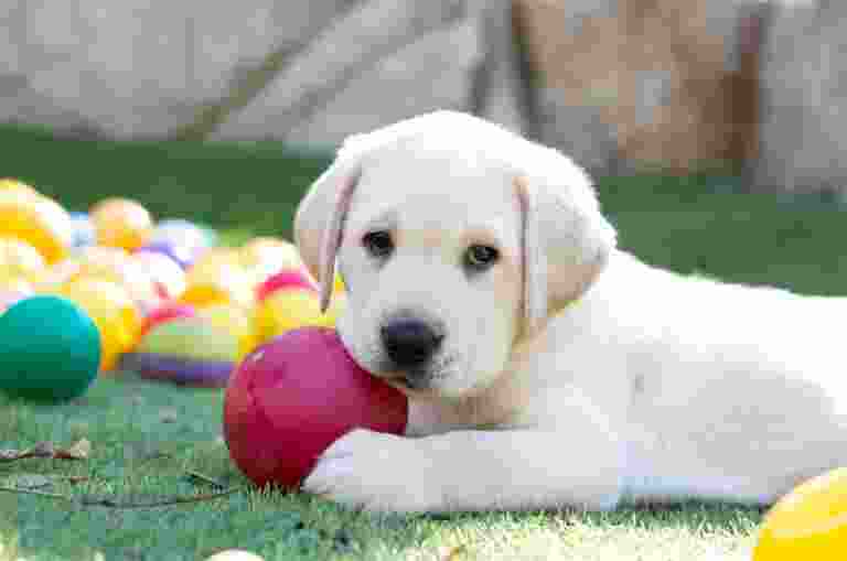 A yellow eight week old labrador puppy sitting outside on some grass with a dog toy in its mouth.