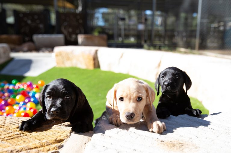 Three eight week old labrador puppies looking at the camera. They are outside with their front paws perched on a small ledge. There are multi coloured balls in the background.