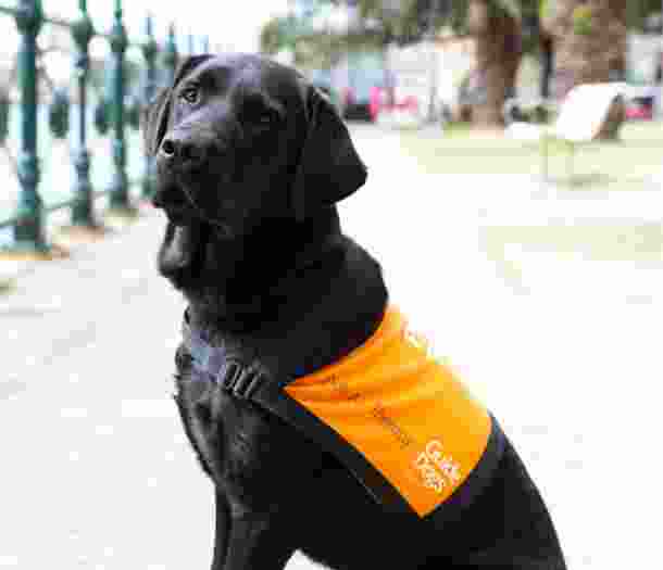 A black labrador Pets as Therapy Dog. The dog is seated outside on its back legs and it's wearing a Pets as Therapy dog coat. The dog is looking at the camera with its head tilted slightly.