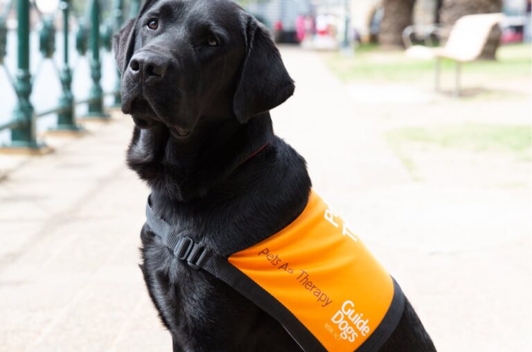 A black labrador Pets as Therapy Dog. The dog is seated outside on its back legs and it's wearing a Pets as Therapy dog coat. The dog is looking at the camera with its head tilted slightly.
