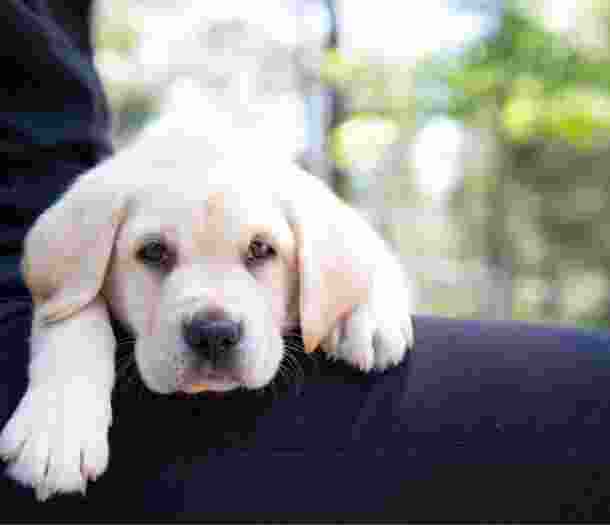 An eight week old yellow labrador puppy resting its head and paws on a person's shoulder.