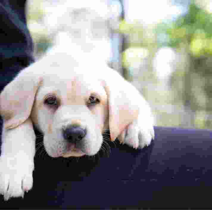 An eight week old yellow labrador puppy resting its head and paws on a person's shoulder.