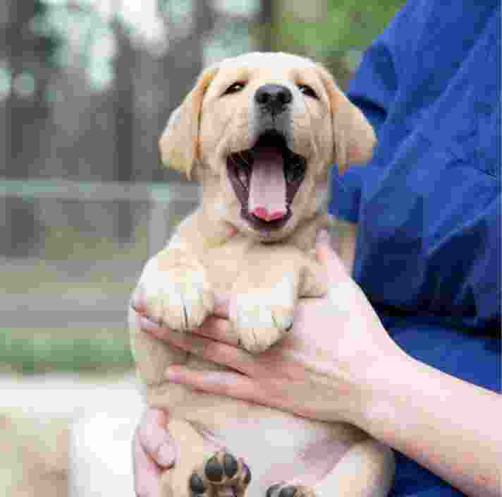 An eight week old caramel puppy being held by a person whilst outside. The puppy's mouth is wide open and looking at the camera.