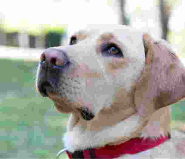 A yellow labrador dogs face. The dog has a red collar and is looking to the left of the camera,