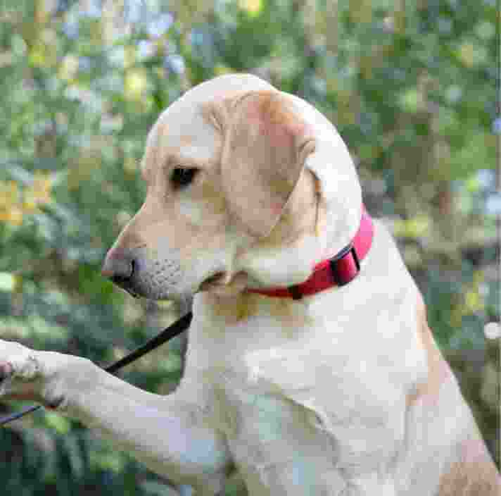 A yellow labrador dog outside. The dog is in a profile view.