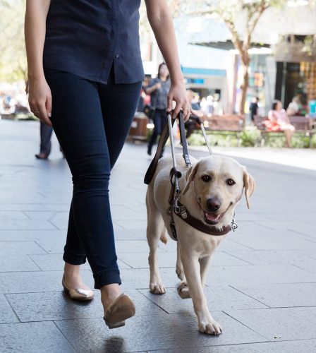 International Guide Dog Day 2020