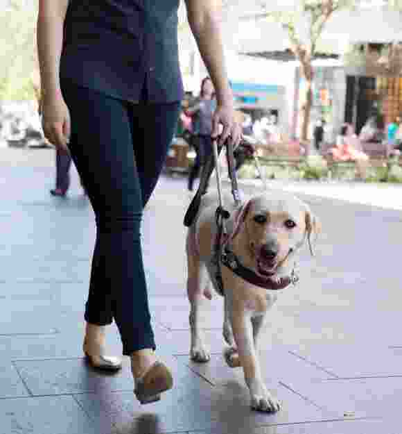 A person walking down the street with their yellow labrador Guide Dog who is in a harness.