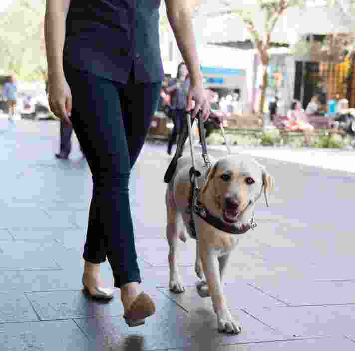 Guide Dog Etiquette and Interaction Tips - Guide Dogs Victoria