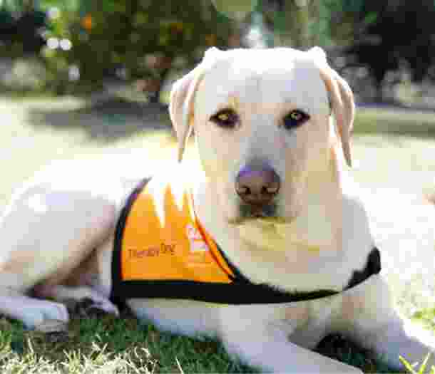 A yellow Labrador wearing an orange therapy dog jacket