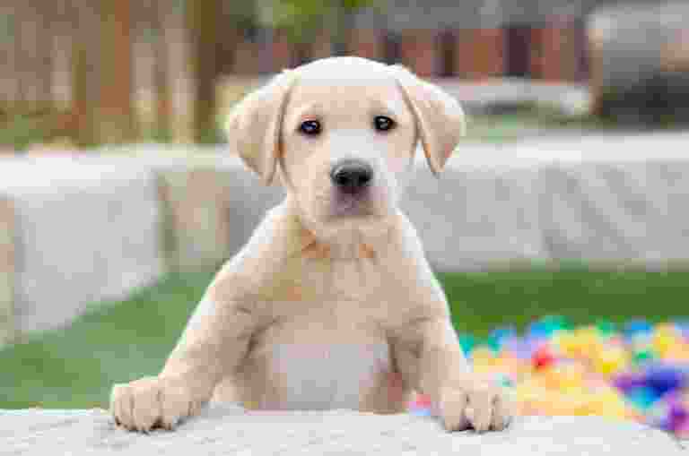 A yellow Labrador puppy with its paws propped up on a low wall