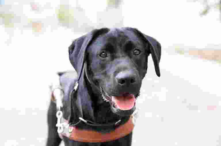 A black Guide Dog in harness standing outside. The dog is looking at the camera.