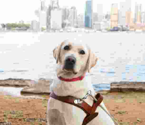 A yellow labrador Guide Dog in harness sitting on its back legs. The dog is looking straight at the camera and the Sydney Harbour is in the background.