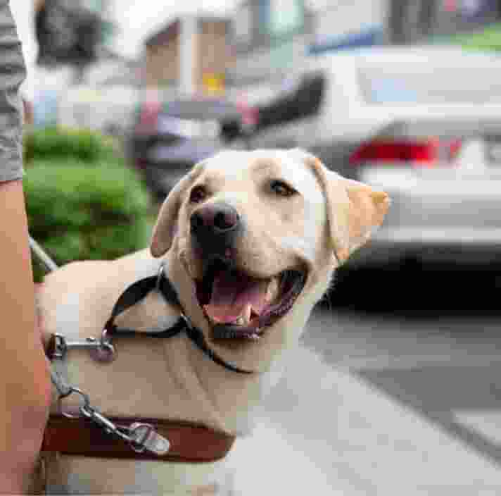A yellow labrador Guide Dog, wearing a harness. The dog is looking up at its handler.