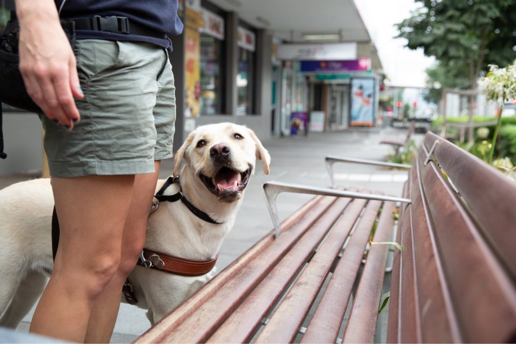 A handler gets guided to a bench by their Guide Dog. 