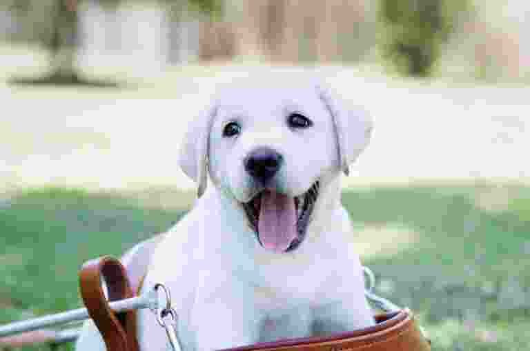A yellow Labrador puppy sitting in a Guide Dog harness