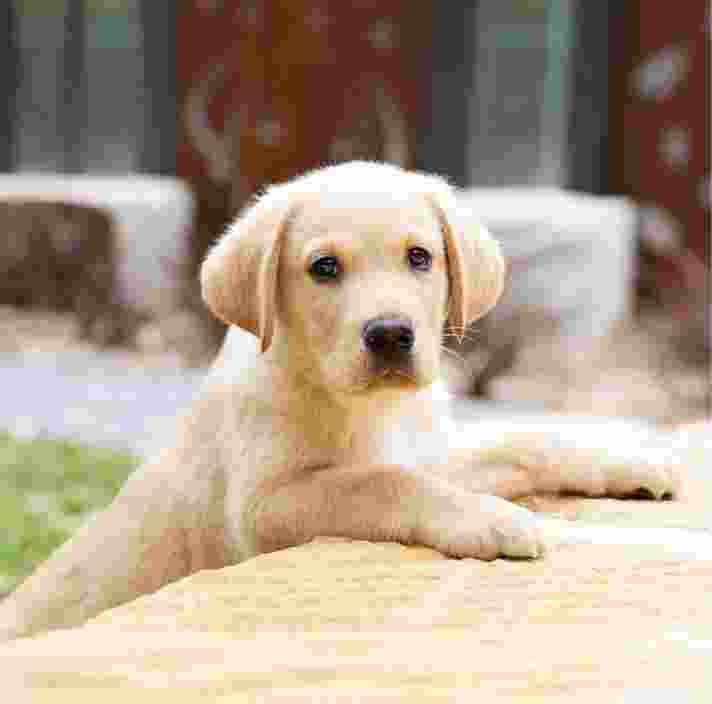 A yellow eight week old puppy outside with its front paws perched on a ledge. The puppy is looking straight at the camera.