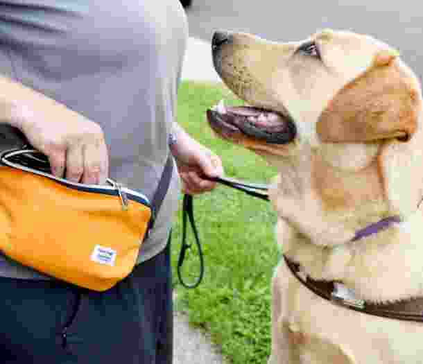 A person is with a yellow labrador Guide Dog in harness. The person is reaching their hand into a treat pouch while the Guide Dog looks up to them.