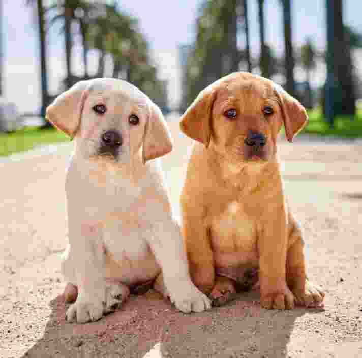Two eight week old puppies, one yellow and one carmel, sitting outside next to each other on a path. They are both looking at the camera.