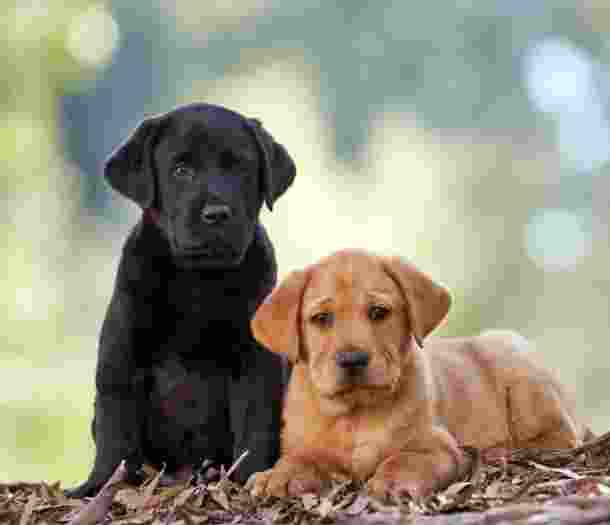 Two ten week old labrador puppies, one black and one caramel, sitting outside. The black puppy is seated on its back legs while the caramel puppy is laying on its stomach.