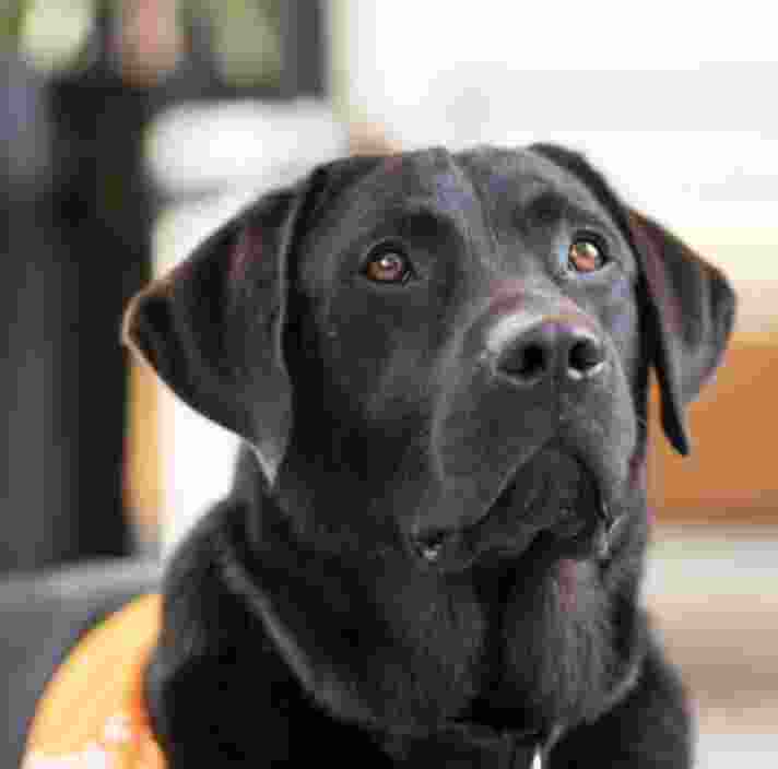 A black labrador dog's face. The dog is looking to the right of the camera.