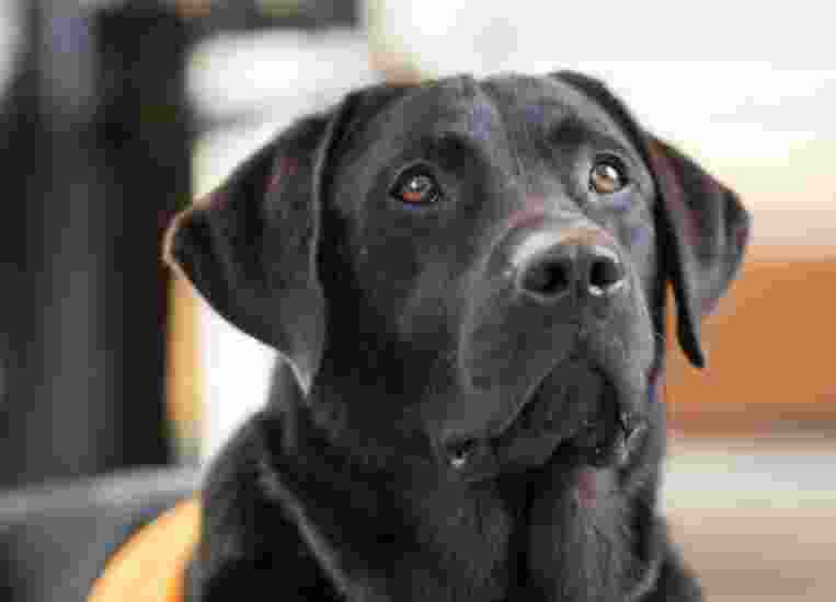 A black labrador dog's face. The dog is looking to the right of the camera.