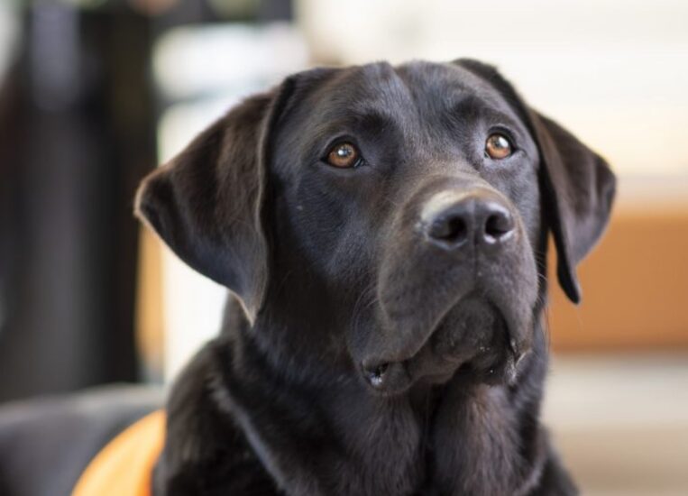 Canine Ambassadors - Guide Dogs Victoria