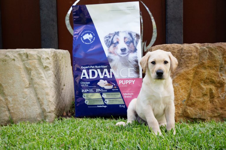 Diet and nutrition for healthy future Guide Dogs