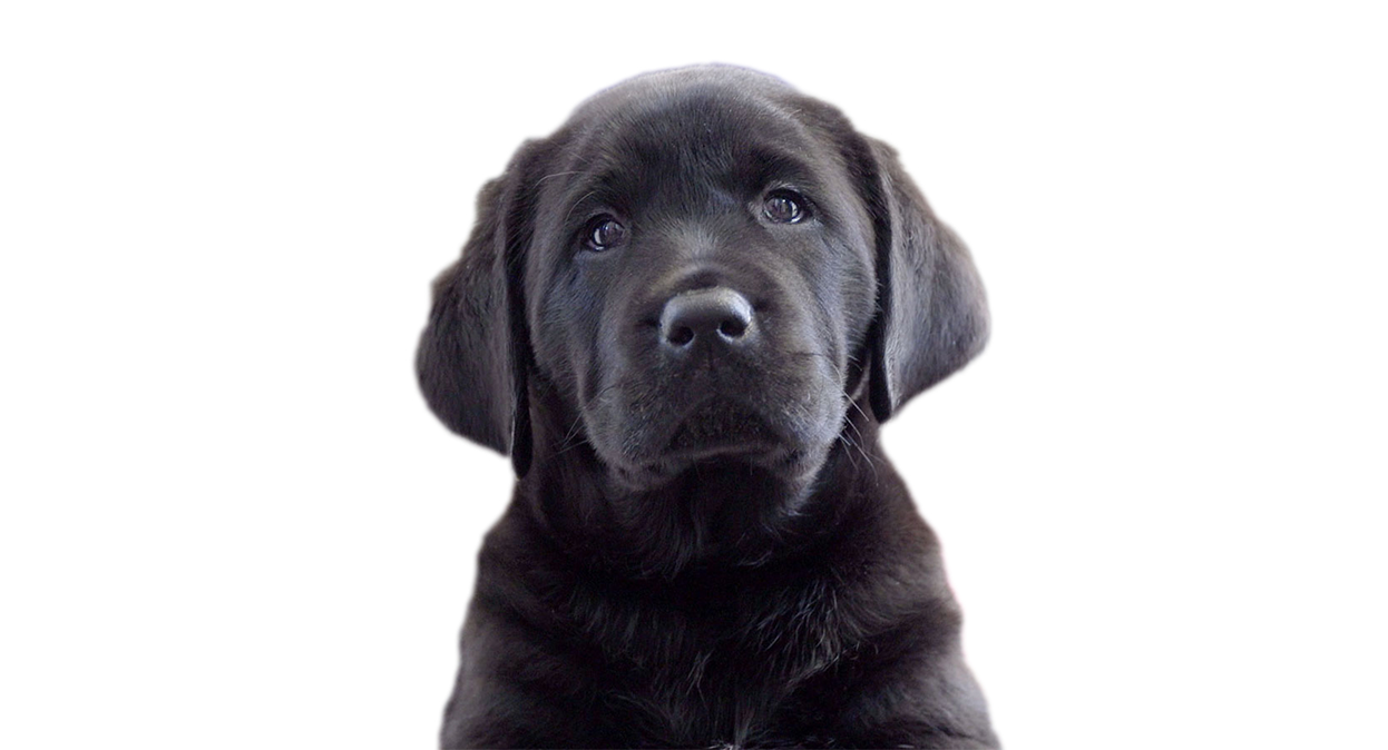 A black Labrador puppy