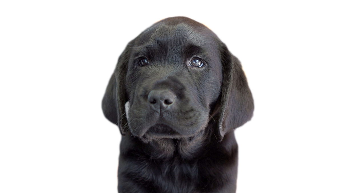 A black Labrador puppy