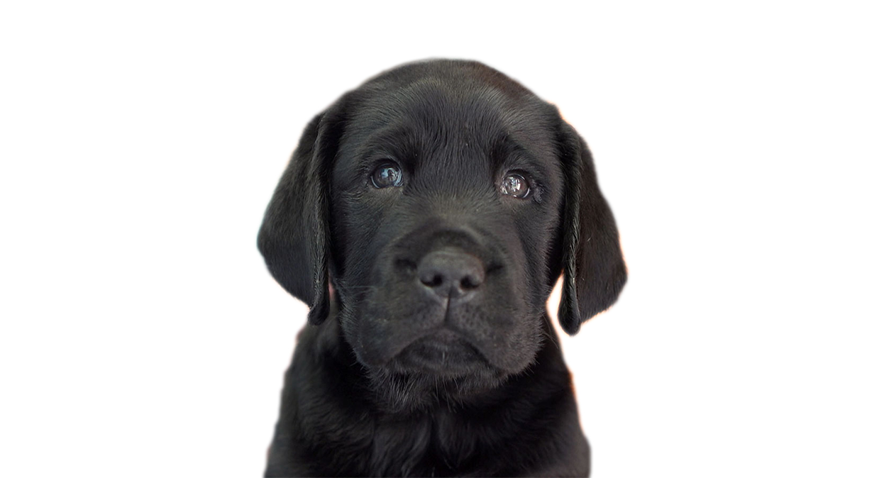 A black Labrador puppy