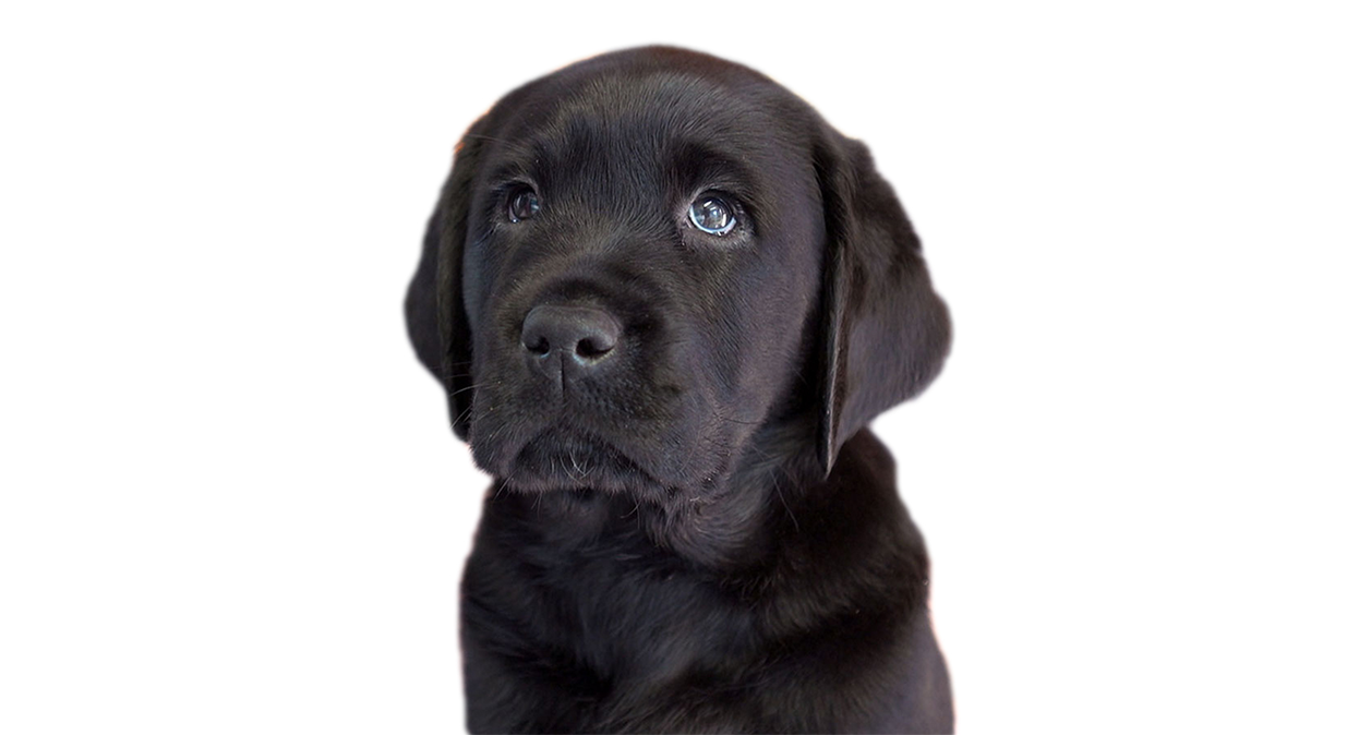 A black Labrador puppy