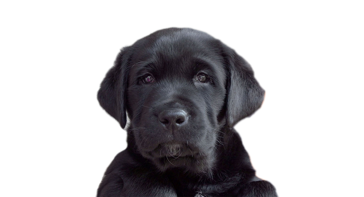 A black Labrador puppy