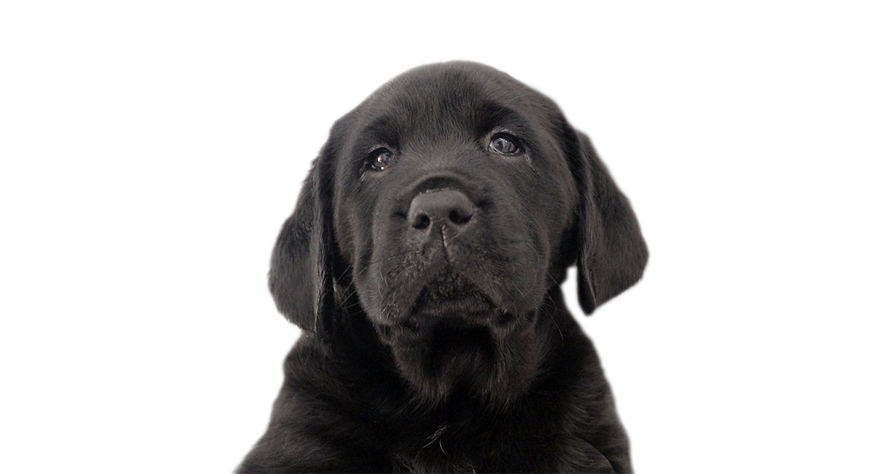 A black Labrador puppy