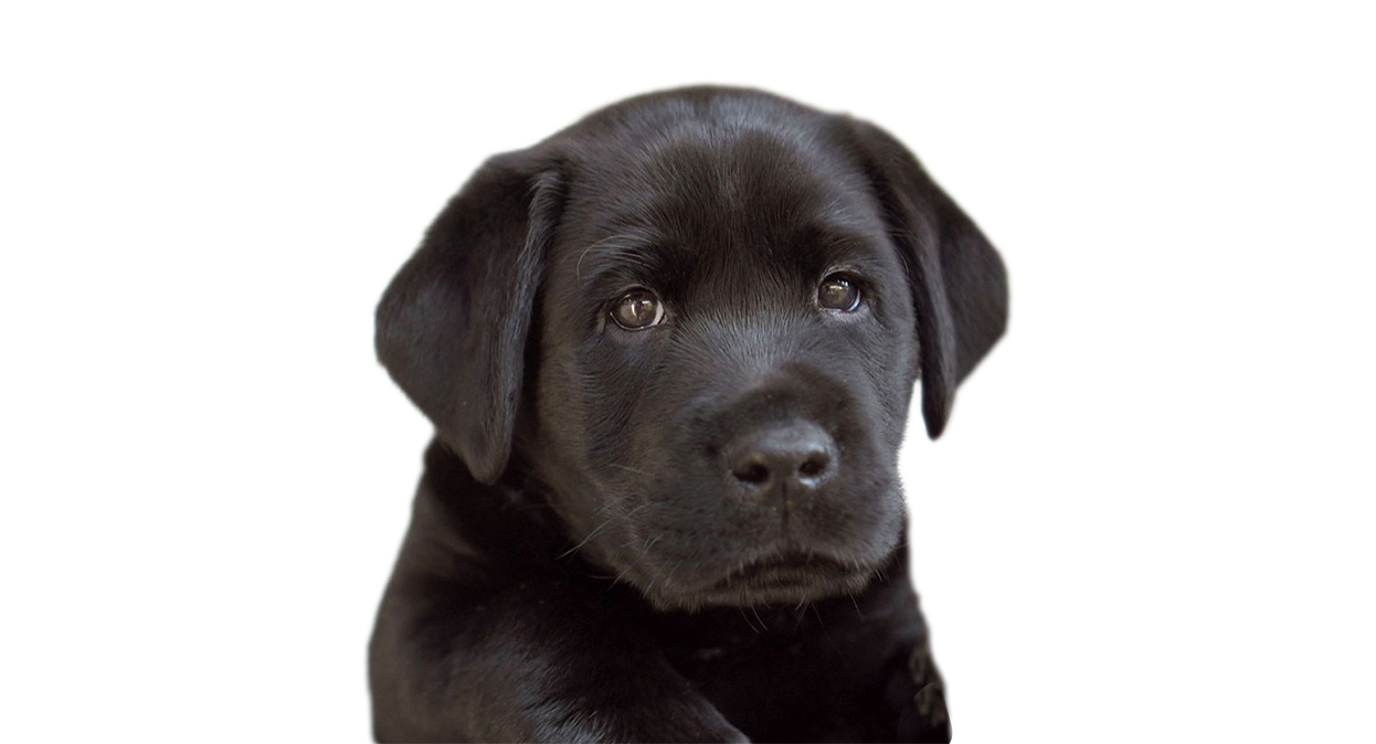 A black Labrador puppy