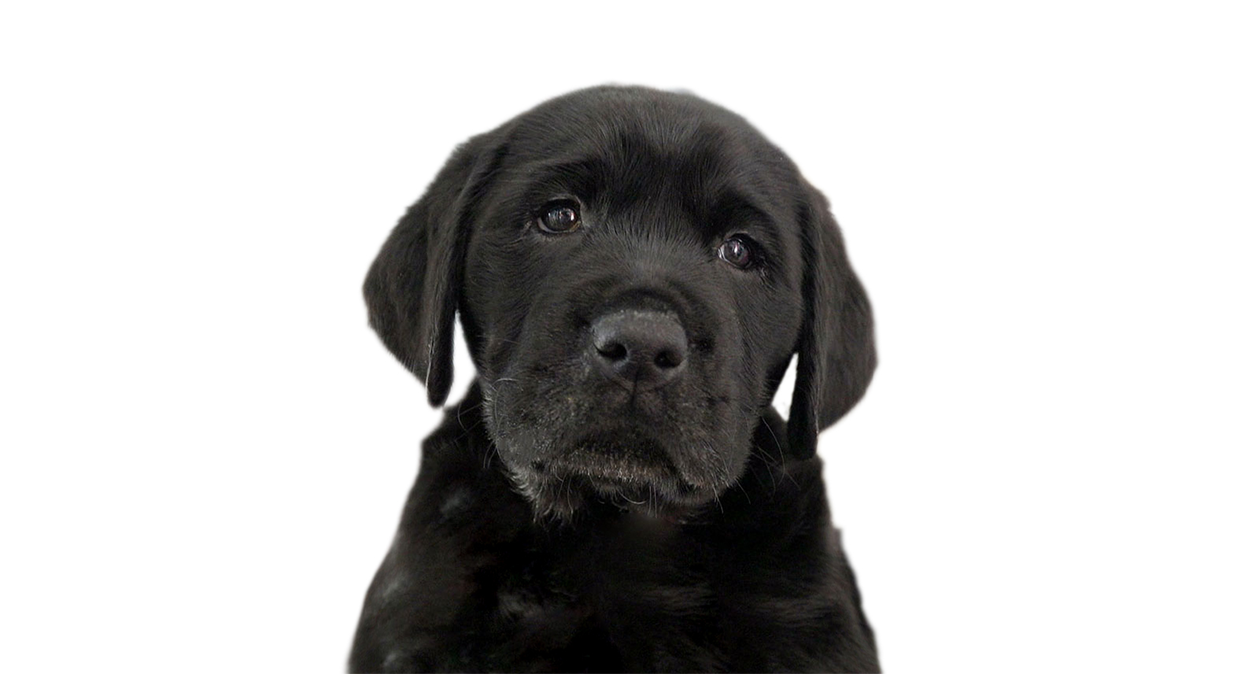 A black Labrador puppy