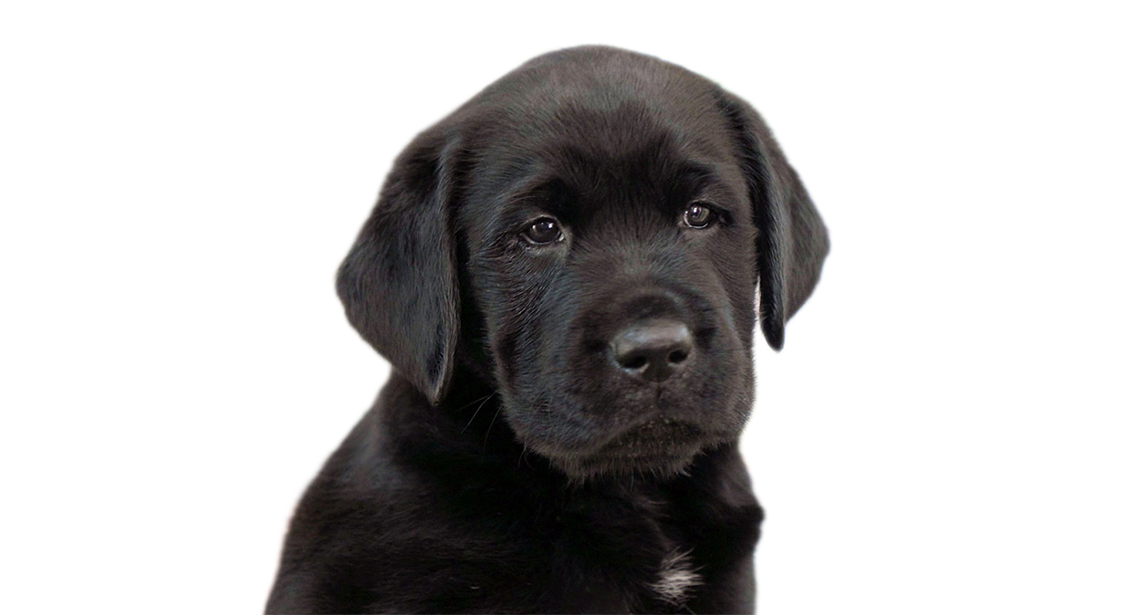 A black Labrador puppy