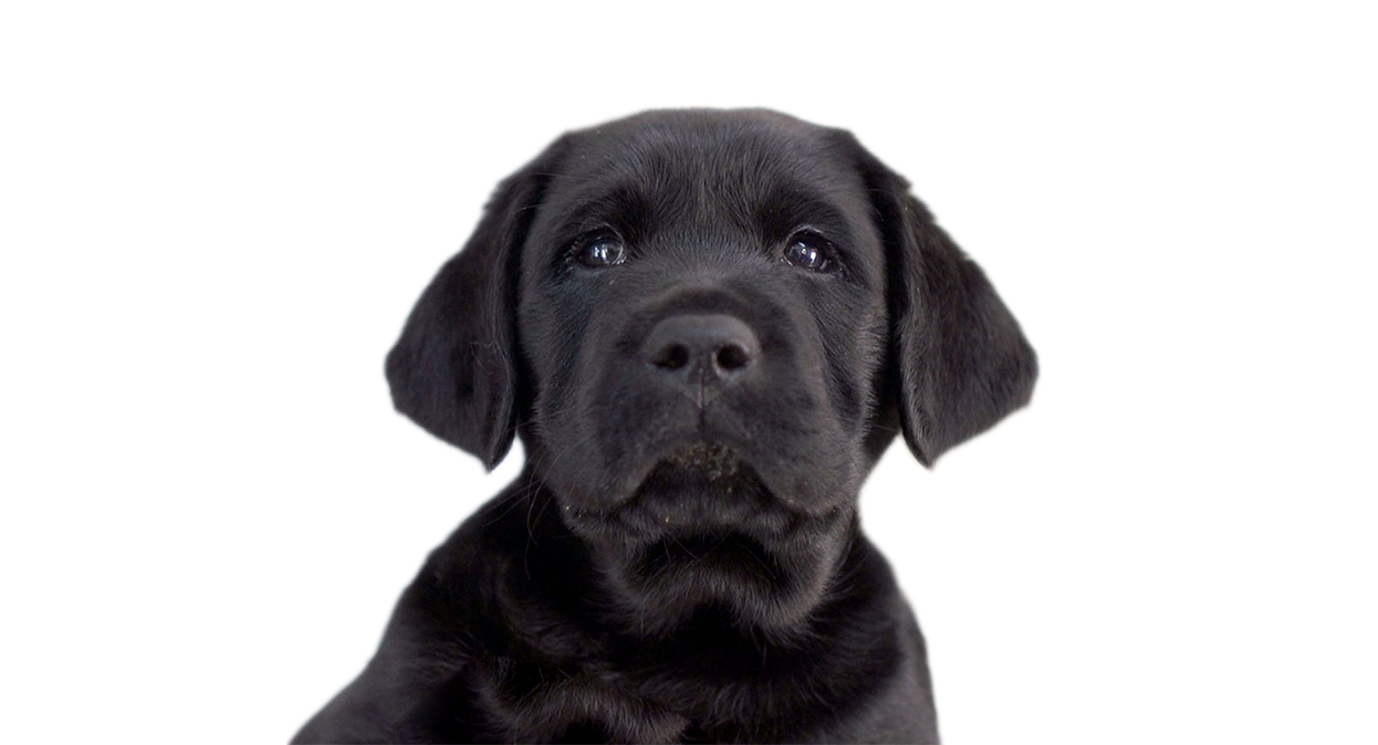 A black Labrador puppy