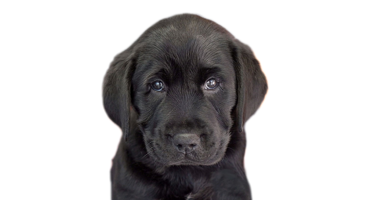 A black Labrador puppy