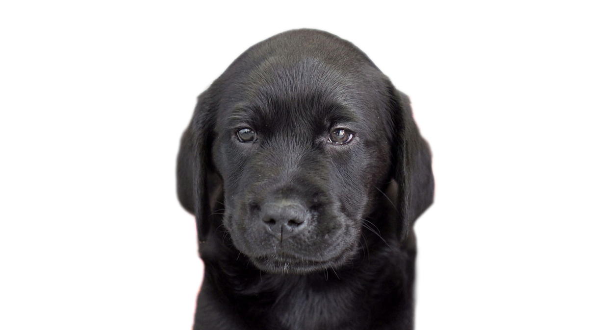 A black Labrador puppy