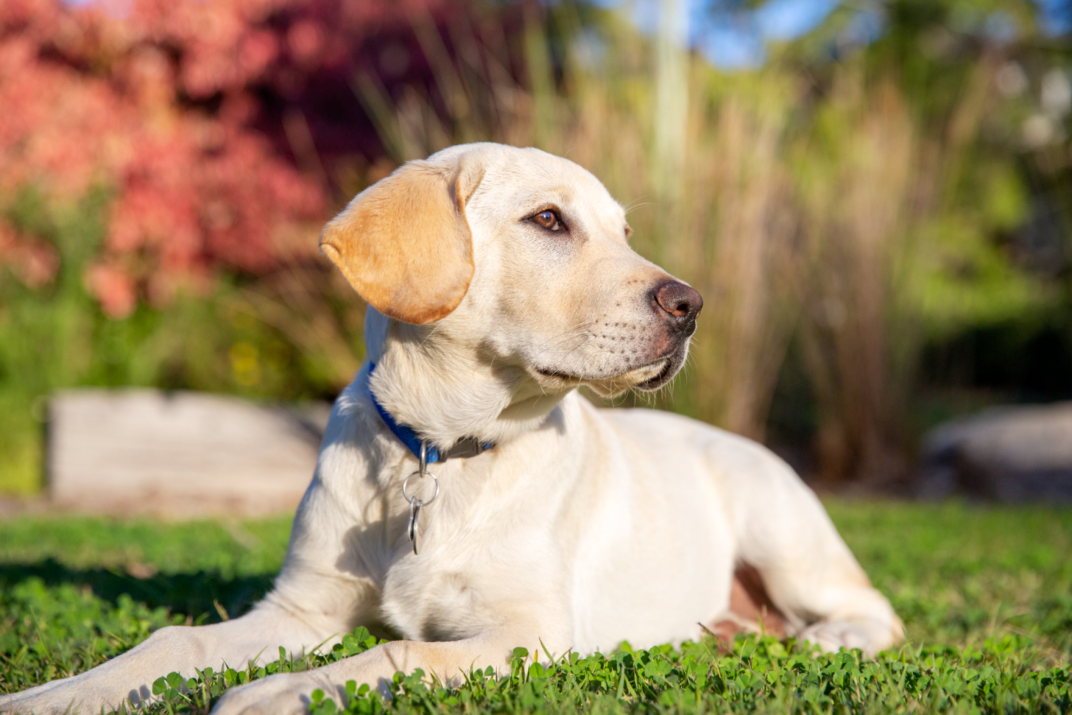 Guide Dogs encourages enrichment to boost dog mental health
