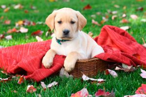 Labrador sitting in a picnic basket surrounded by a red throw rug.