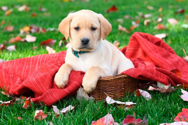 Keeping pet dogs safe over Christmas and the holidays