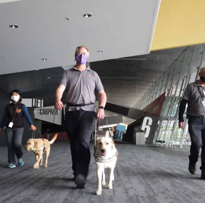 a Guide Dog Trainer Guide Dogs Victoria