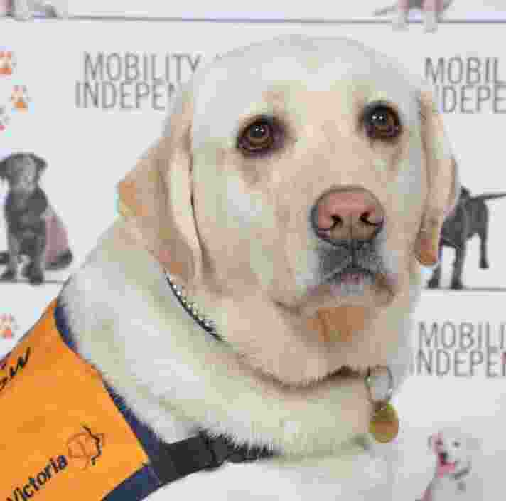 A yellow Labrador wearing an orange dog coat.