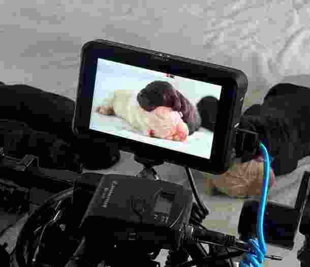 A camera filming 2 puppies sleeping