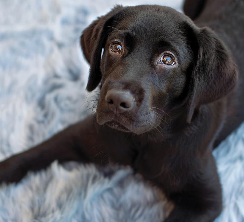 can 2 brown dogs have black puppies