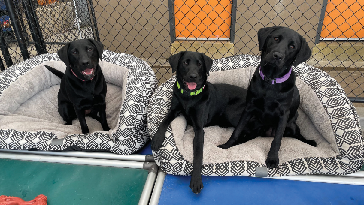 Nala, Nessie and Nikki, three black Labradors relaxing at the Guide Dogs Victoria campus